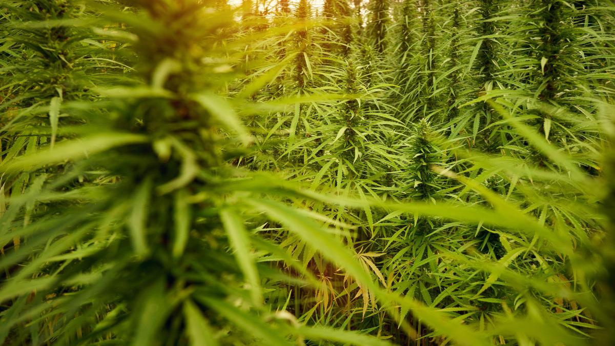 Peau sensible, rougeurs, imperfections : le CBD peut-il aider ?