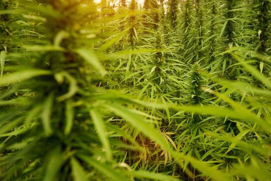 Peau sensible, rougeurs, imperfections : le CBD peut-il aider ?